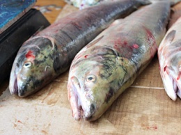 В Приамурье не пустили полторы тонны замороженной рыбы