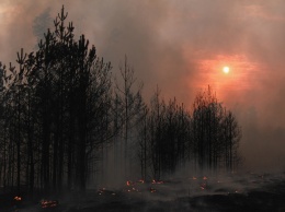 Масштабные лесные пожары терзают Воронежскую область