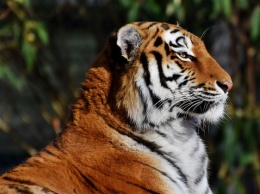 Губернатор Амурской области заявил о двух подозреваемых в убийстве краснокнижного тигра