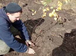 В Барнауле высадили молодые ели и яблони