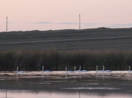 Лебеди вернулись на заповедное озеро в Шипуновском районе