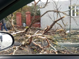 В центре Белгорода упавшее дерево едва не зацепило машины