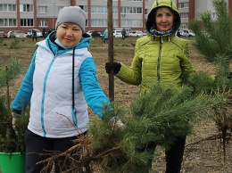Более 800 елочек и сосен высадили в Новоалтайске