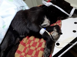 Зоозащитники Медвежьегорска просят помочь избитой собаке