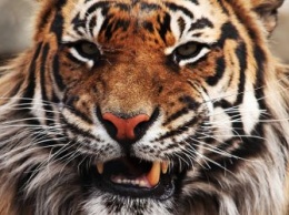 Тушу тигра, убитого в Приамурье, передали на экспертизу во Владивосток