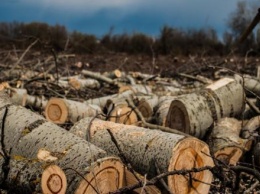 Калужанин вырубил лес на 590 000 рублей