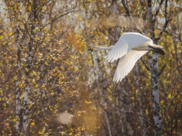Первые лебеди-кликуны уже прилетели в Алтайский край