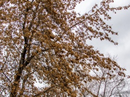 "Птицы заклюют": хорек застрял на дереве в Кемерове