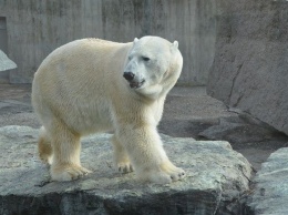 Житель Якутии чудом остался в живых после встречи с белым медведем
