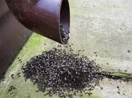 Амурчан удивил рой крылатых муравьев в водосточной трубе