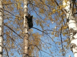 Кузбассовцы обнаружили медвежонка на дачных участках