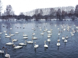 На незамерзающее озеро на Алтае прилетели уже 140 лебедей