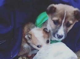 В Иркутске школьники спасли щенков от смерти на морозе