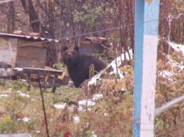 Медведи уничтожили источник дохода двоих кузбассовцев