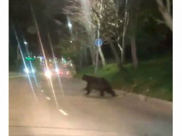 В столице Камчатки ночью медведь хозяйничал в частном дворе
