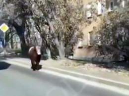 В Иркутске по улицам разгуливал агрессивный бык