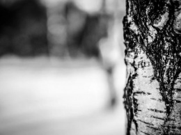 Житель Алтайского края случайно убил сына деревом