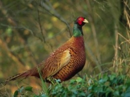 Охоту на кабанов и фазанов открыли в Приамурье