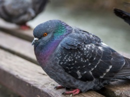 Желавший съесть голубя мужчина умер в Новосибирской области