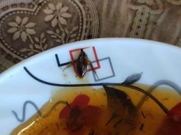 В благовещенском кафе посетители нашли таракана в своей тарелке
