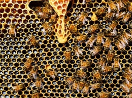 Обработчик кузбасских полей пестицидами получил мелкий штраф после массовой гибели пчел