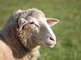 Двое молодых людей украли овец ради выгоды в Омской области