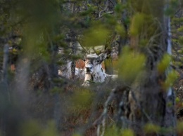 В карельском национальном парке сделали фото гарема северных оленей