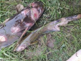 Природоохранная прокуратура проверит сообщения о рыбе в язвах в Приамурье