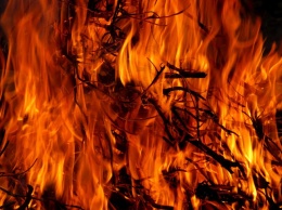Более 40 животных сгорели на ферме в Томской области