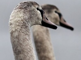 В Минприроды пообещали спасти умирающих на карельском озере лебедей