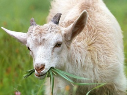 Видео спасения проголодавшейся козы со скалы в Бурятии появилось в Сети