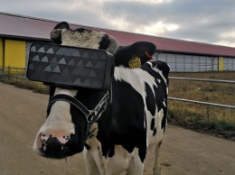 Подмосковные фермеры показали коровам виртуальную реальность ради надоев