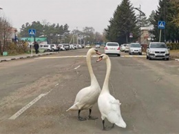 Лебедей Петра и Февронию заметили гуляющими по Ивановке
