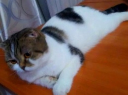 В Барнауле кошку меняют на 2-комнатную квартиру