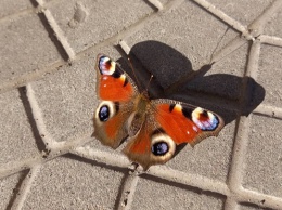 Бабочка «Павлиний глаз» летала по Барнаулу 21 октября