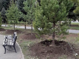 10 кедров посадили на площади Мира в Барнауле