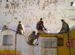 Стая обезьян в Индии скинула ребенка с крыши