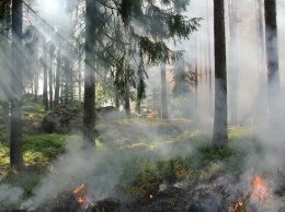 Житель Югры заплатил 30 тысяч рублей за то, что устроил пожар в лесу