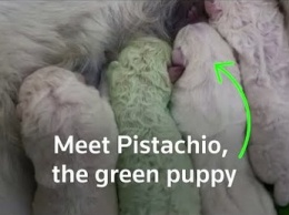 Белоснежная собака родила щенка с зеленой шерстью в Италии