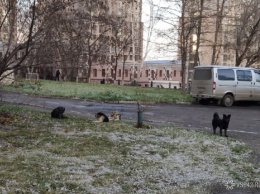 Стая бродячих собак обосновалась в центре Кемерова