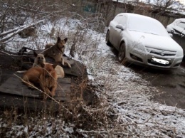 Жительница Белова обнаружила стаю "добрых" бродячих собак около школы