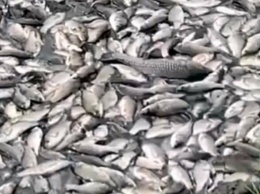 Условно очищенные. В Белгородской области ищут причины массового мора рыбы в реке