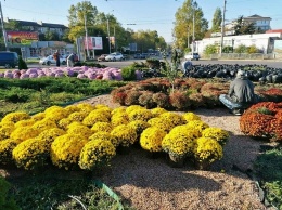 Хризантемы, розы и барбарис: в Симферополе украшают транспортные кольца, - ФОТО