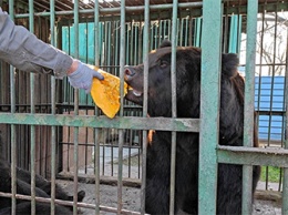 Медведям в благовещенском зоосаде устроили «банкет»