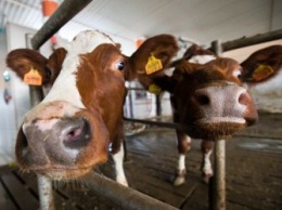 В Приамурье серьезно вырастут штрафы за сокрытие фактов падежа скота