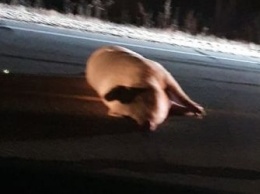 Гуляющую по дороге свинью сбила Audi в Приамурье