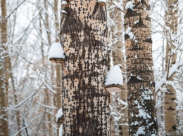 Нарубивший дрова в лесу кузбассовец получил штраф в 169 000 рублей