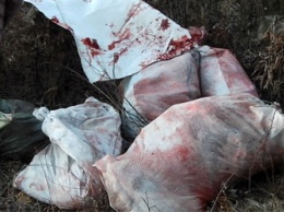 В Приамурье, скрываясь от погони, браконьеры протаранили УАЗ охотинспекции