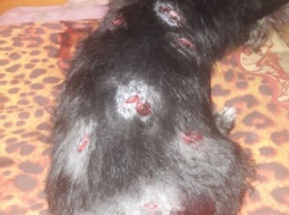 Агрессивные дикие псы напали на домашнего питомца жительницы Кузбасса