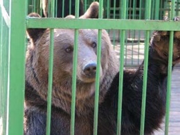 В приюте для животных под Курском медведь напал на сотрудницу